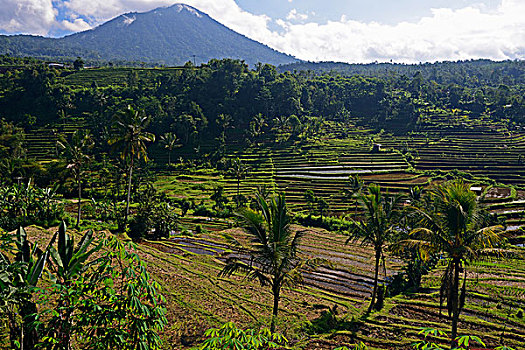 著名,稻米梯田,巴厘岛,印度尼西亚,亚洲