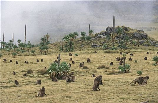 狮尾狒,群,觅食,塞米恩国家公园,山,国家公园,埃塞俄比亚