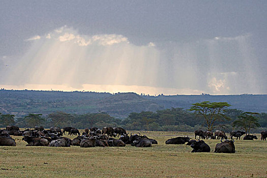 非洲,水牛,热带草原,雨,纳库鲁湖国家公园,肯尼亚