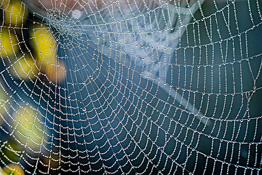 蜘蛛网,装饰,水滴