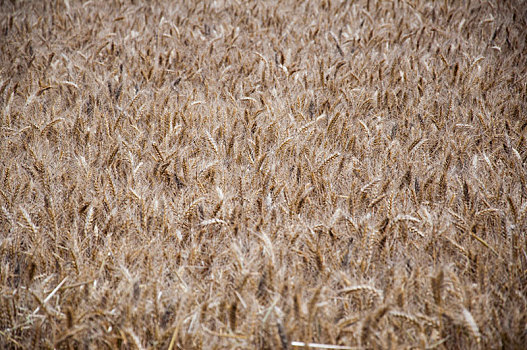 麦田中成熟的小麦