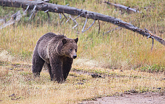 怀俄明,黄石国家公园,大灰熊