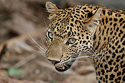 豹,头像,伦滕波尔国家公园,拉贾斯坦邦,印度,亚洲