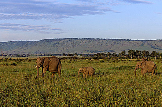 肯尼亚,马赛马拉,大象