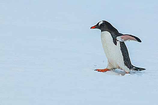 巴布亚企鹅,岛屿,南极