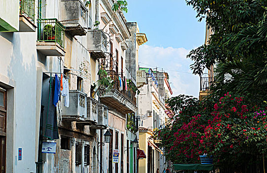 古巴,哈瓦那,花,阳光,建筑,哈瓦那旧城