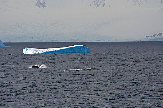 南极,南,圆,冰山,小须鲸