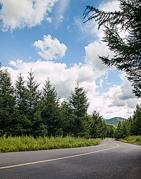 道路,林间柏油路