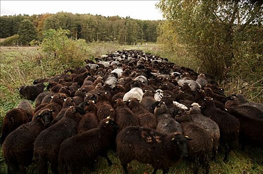 羊群,等待,正面,铁道口,梅克伦堡前波莫瑞州,德国,欧洲