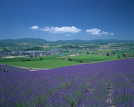 薰衣草,山