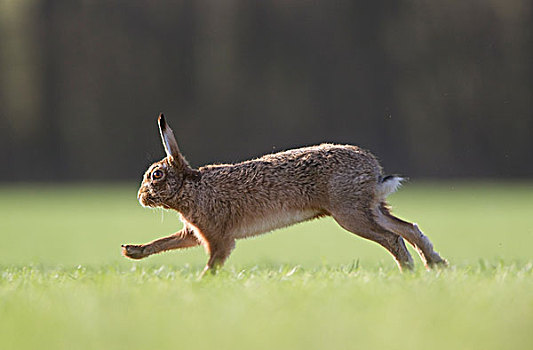欧洲野兔,成年,跑,土地,德贝郡,英格兰,英国,欧洲