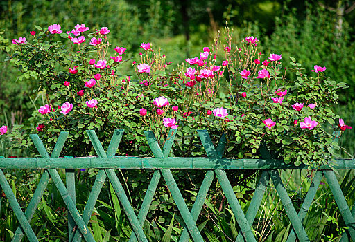 篱笆花图片