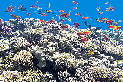 彩色,珊瑚礁,异域风情,鱼,热带,海洋,水下