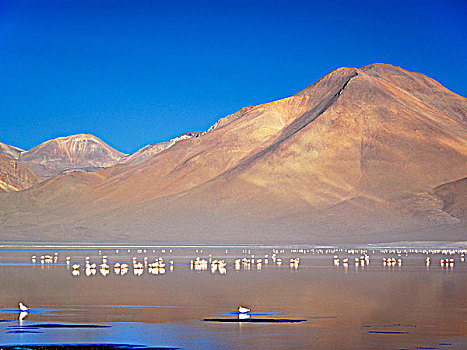 玻利维亚,高原,泻湖,粉红火烈鸟