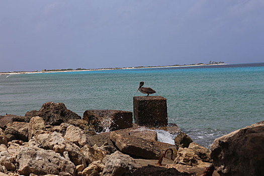 鹈鹕,鹈鹕科,鸟,加勒比海,海岸