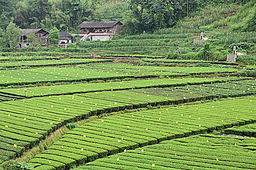 茶园茶叶风景风光