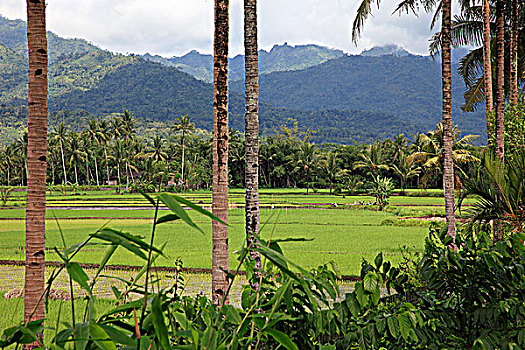 印度尼西亚,爪哇,靠近,婆罗浮屠,风景,稻田