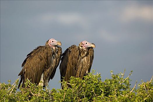 肉垂秃鹫,一对,马赛马拉国家保护区,肯尼亚