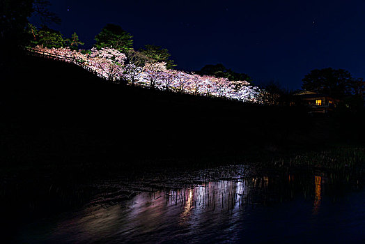 光亮,樱花,夜晚,金泽,城堡,石川,日本