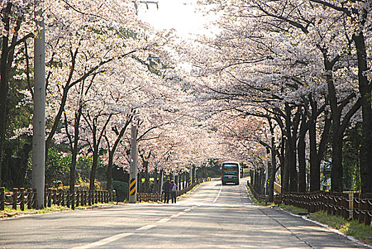 韩国樱花