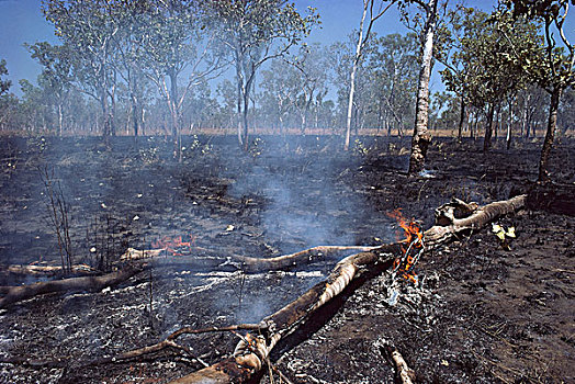 灌丛火灾,燃烧,干燥,草,桉树,卡卡杜国家公园,澳大利亚