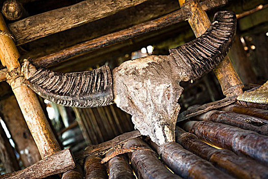 水牛,头骨,印度尼西亚