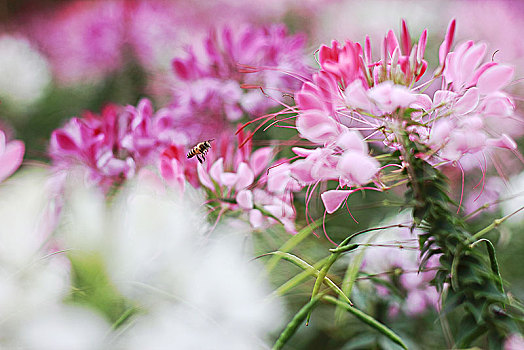 醉蝶花,蜘蛛花,凤蝶草,紫龙须,西洋白花菜,08