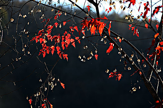 关门山,大石湖,秋天,红叶,晚秋,枫叶,绚丽,五彩缤纷,自然,颜色