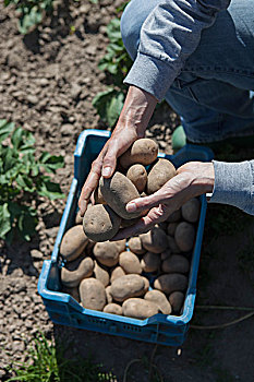 俯拍,女人,拿着,收获,土豆,花园