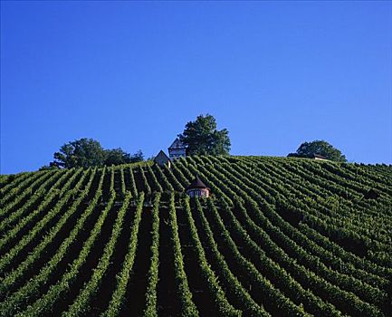 葡萄园,靠近,山谷