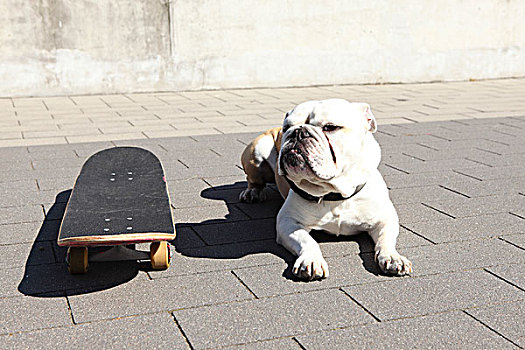 牛头犬,滑板