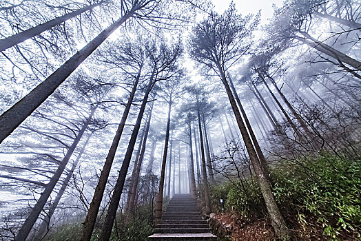 安徽省黄山市黄山风景区树林步行栈道景观