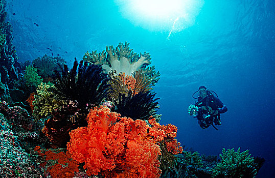 潜水者,珊瑚礁,科莫多国家公园,印度洋,印度尼西亚
