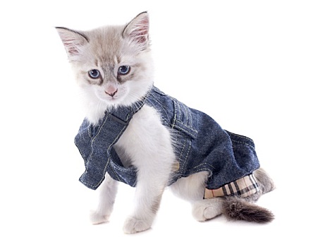 衣服,缅甸猫,小猫