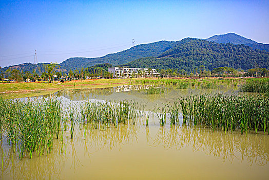 草地,道路,花木,绿色