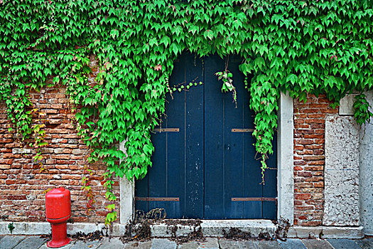 门,遮盖,叶子,古建筑,威尼斯,意大利