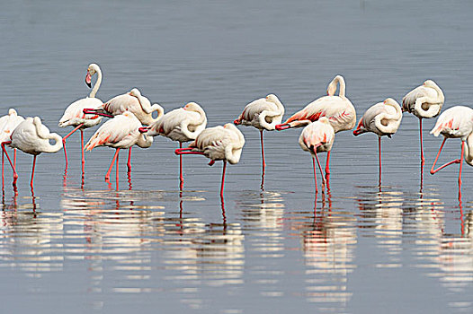 大红鹳,火烈鸟,睡觉,单腿站立,纳库鲁湖国家公园,肯尼亚,非洲