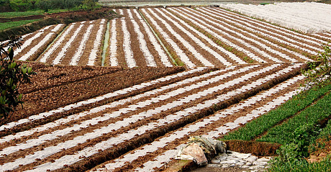 重庆璧山10万亩蔬菜基地