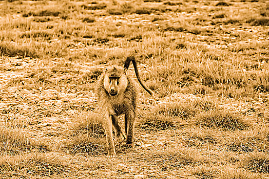 肯尼亚安博塞利国家公园狒狒生态环境