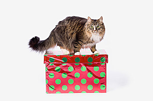 虎斑猫,红色,绿色,圆点花纹,礼盒