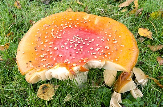白毒蝇鹅膏菌,蘑菇,草地,荷兰