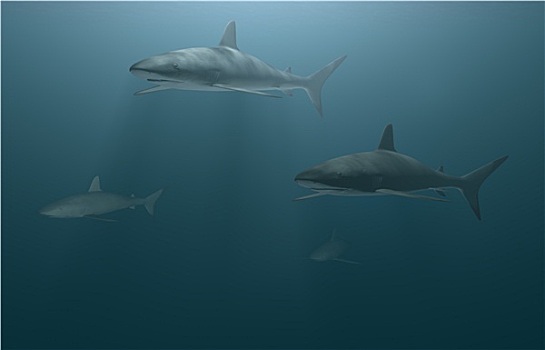大白鲨