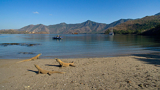 科莫多巨蜥,海滩,林卡岛,科莫多国家公园,科莫多,印度尼西亚,亚洲