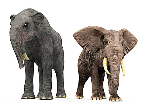 成年,现代,非洲象
