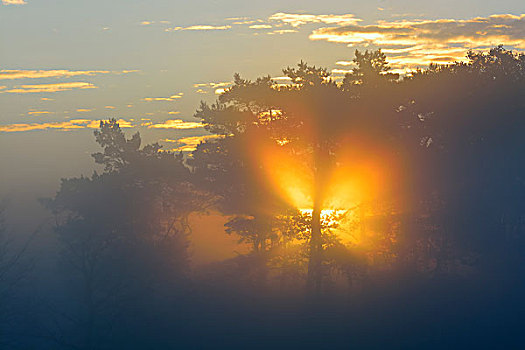 松树,日出,费施兰德-达斯-茨因斯特,梅克伦堡前波莫瑞州,德国
