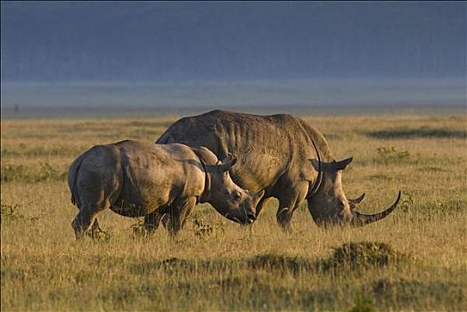 犀牛,白犀牛,肯尼亚,非洲,侧面