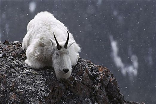 石山羊,雪羊,休息,石头,亮光,下雪,落基山脉,北美