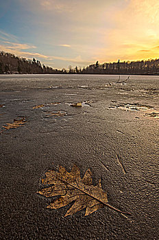 橡树叶,冰冻,日落,国家公园,魁北克,加拿大