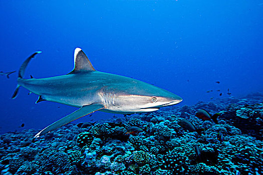 壮观,银鳍鲨