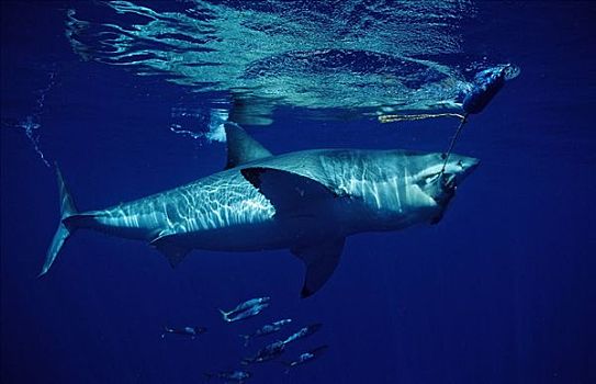 大白鲨,沙鲨属,咬,诱饵,瓜德罗普岛,墨西哥,侧面